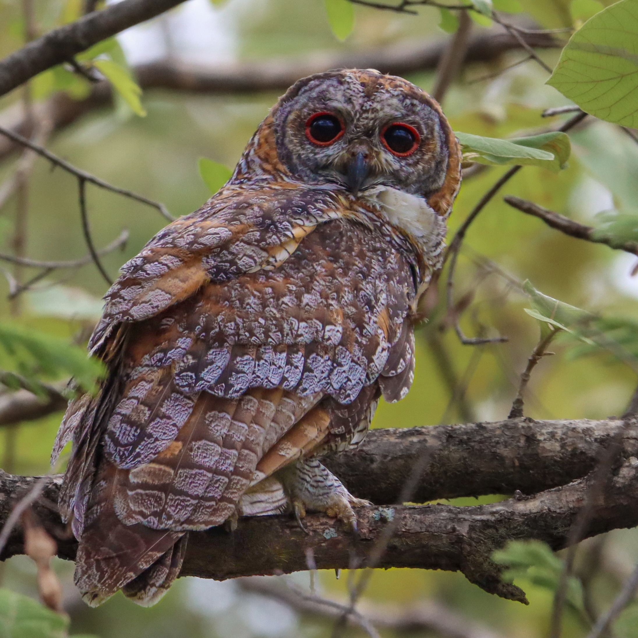 Mottled Wood Owl